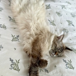 a kitty on a bed of flowers
