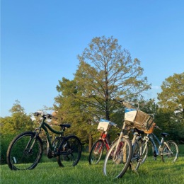 a field of bicycles